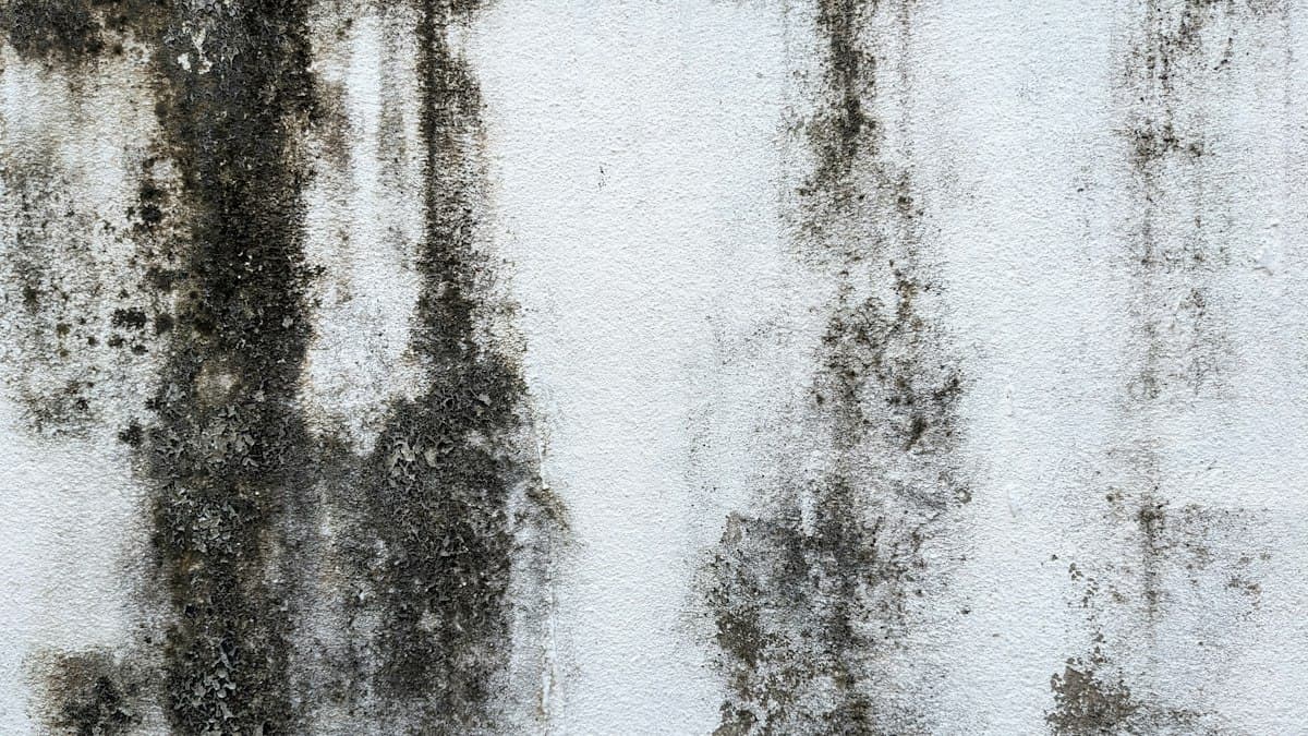 Traces de moisissures sur un mur intérieur